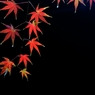 雨上がりのもみじ