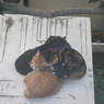 ねこたま