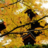 常寂光寺
