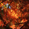 秋の万華鏡