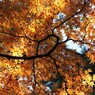 秋の万華鏡　3