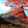 寺と真っ赤なモミジ