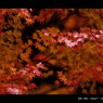 2011 紅葉