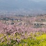 4月の山梨は正に桃源郷