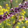 可憐な桃の花