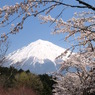 霊峰富士の麓は桜満開