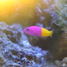 熱帯魚に茜差す