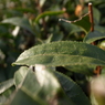 お茶の葉