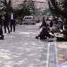 青山霊園　花見でランチ