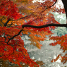 紅葉と池②