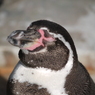 ペンギンさんが眠そう