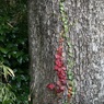 IMG_0458