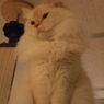 猫カフェ⑪オーラ