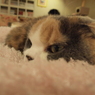 猫カフェ⑬もふもふ