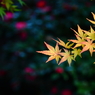 紅葉と山茶花