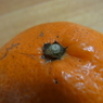 みかん星人