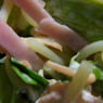 サラダ