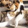 お兄ちゃん、遊んでにゃ～！
