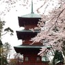 日吉八幡神社と桜