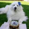 Happy Barkday　!
