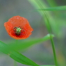 IMGP3567a