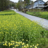 雨の散歩道