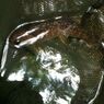瀬戸際の渓魚たち