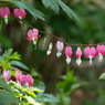 P4290864