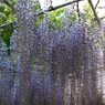 P4290872