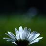 translucent