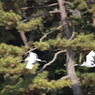 DPP_0026