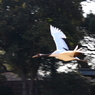 DPP_0029