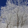 White & Blue