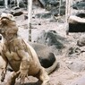 イグアナ