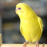 ほー