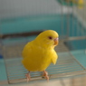 そよ風がすずしいでち