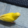 何買ってきたのー??