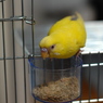 いつものごはんだー♪
