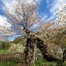折れた桜