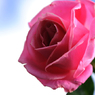 La Vie en rose