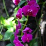 紫色の花①