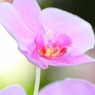 ピンクの花
