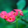小花
