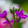 紫色の花②