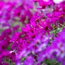 紫色の花③