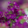 紫色の花④