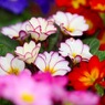 photo_1580103