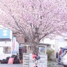 桜満開