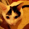 もうすぐ３歳だけど子猫風