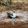 アオアシカツオドリ